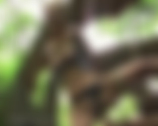 Amy Shine - KShara Bondage Collection/GIFs/Anim - Outdoor Orgasm.gif