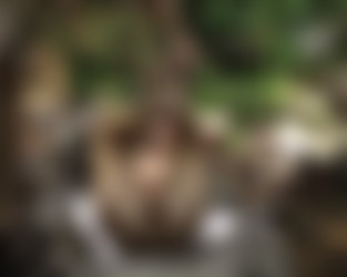 Amy Shine - KShara Bondage Collection/GIFs/Anim - Smook Hunter.gif